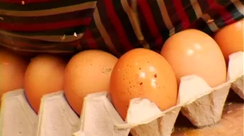 Egg War! Screencap 101 on sinx.preview.netperv.com