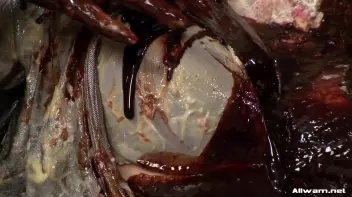 A Royally Fucked Up WaM Experience Screencap 93 on sinx.preview.netperv.com