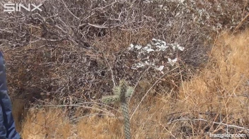 Denim Clad Babe Tramples On Cactus In The Desert Screencap 2 on sinx.preview.netperv.com