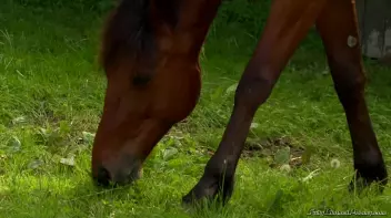 Housemaids And Farmer's Pissy Fuck Screencap 6 on sinx.preview.netperv.com