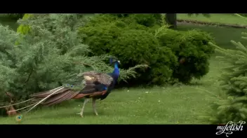 Wetlook Blowjob In The Park Screencap 1 on sinx.preview.netperv.com